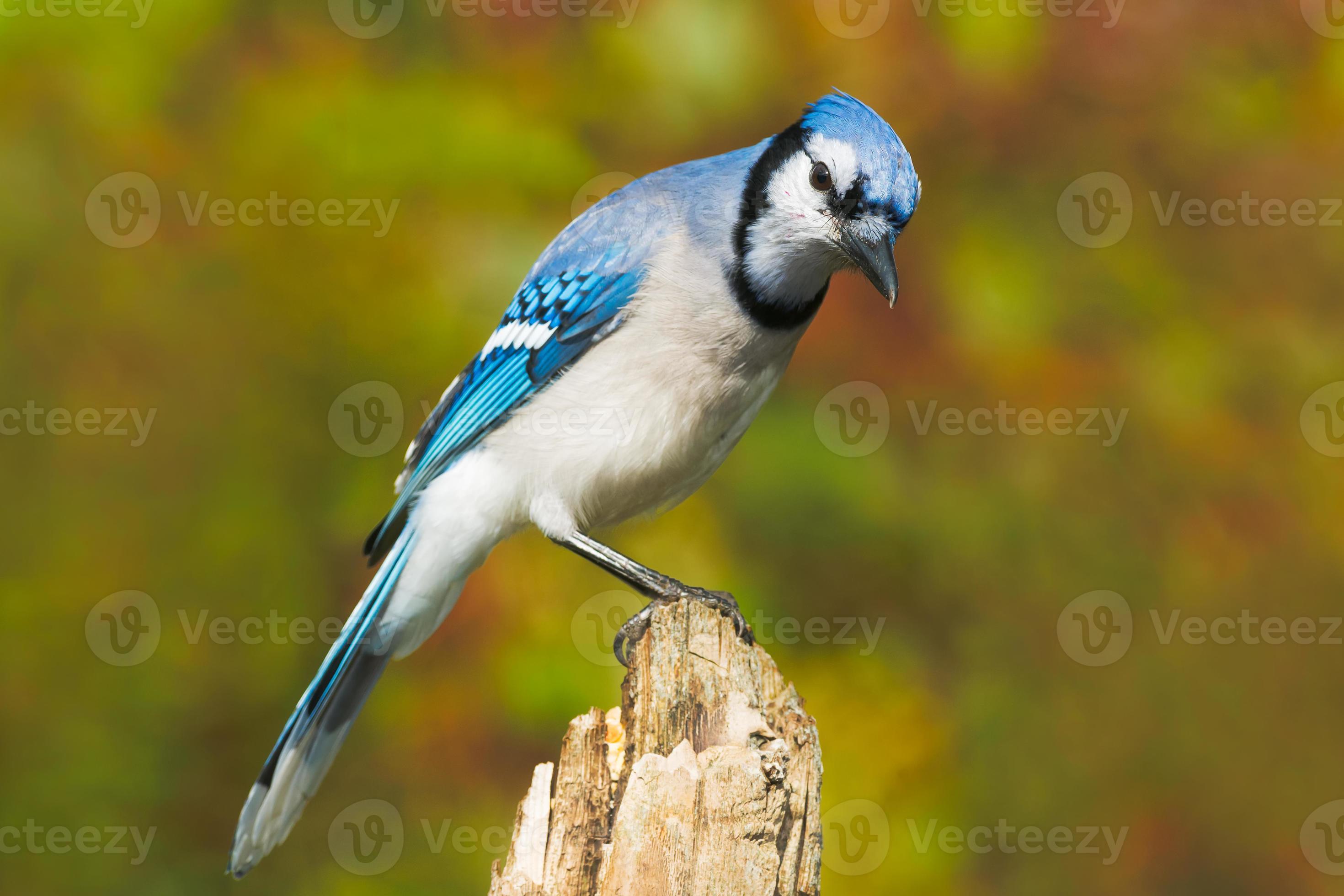Blue Jay 721175 Stock Photo at Vecteezy
