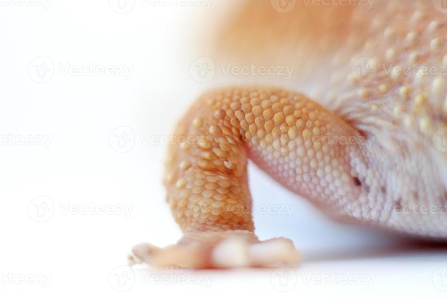 Leopard Gecko Leg photo