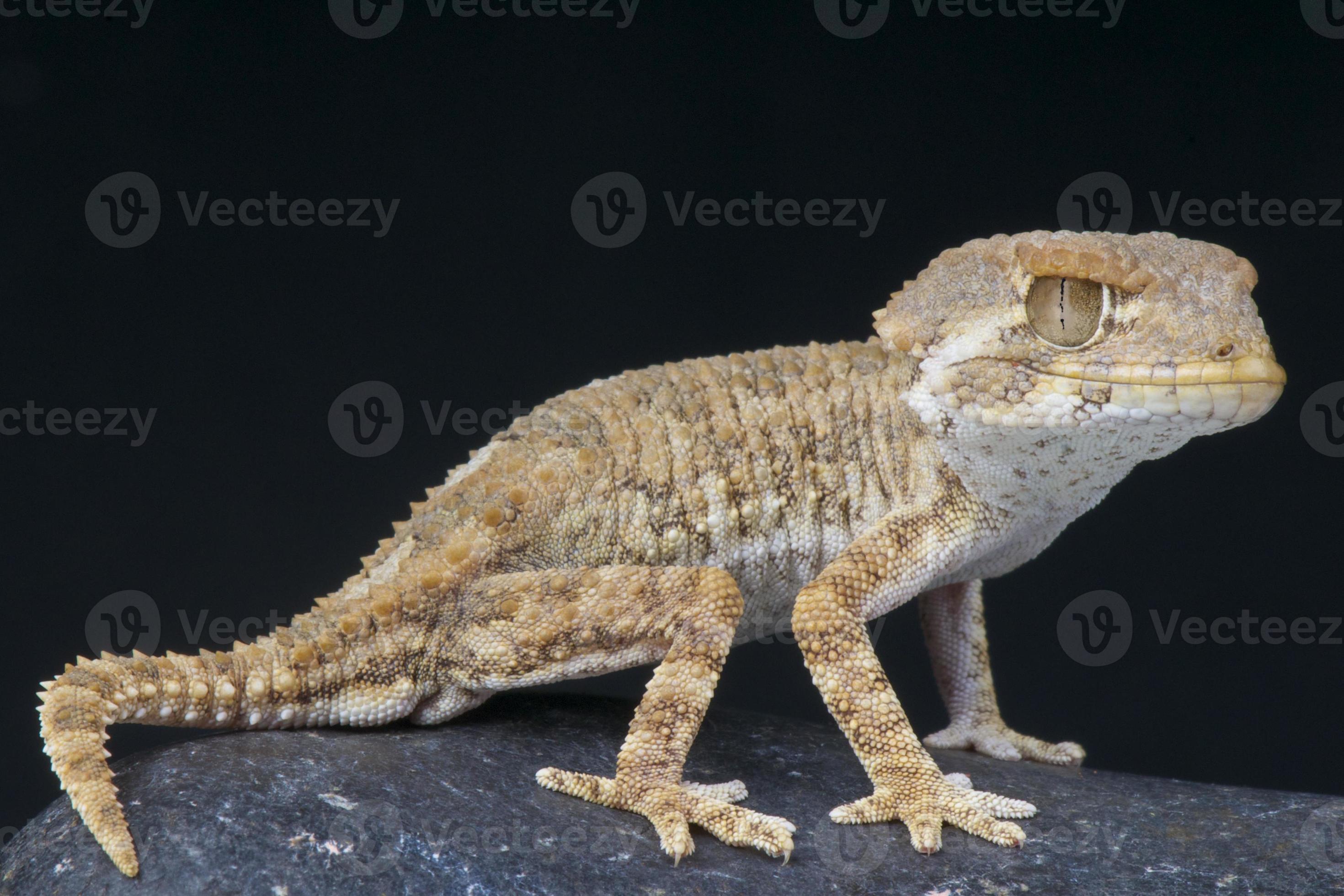 Helmeted gecko / Tarentola chazaliae photo