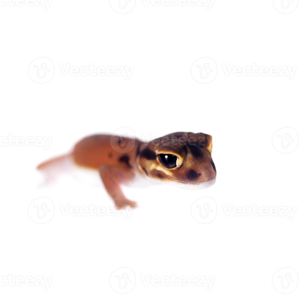Pale Knob-tailed Gecko, Nephrurus laevissimus, on white photo