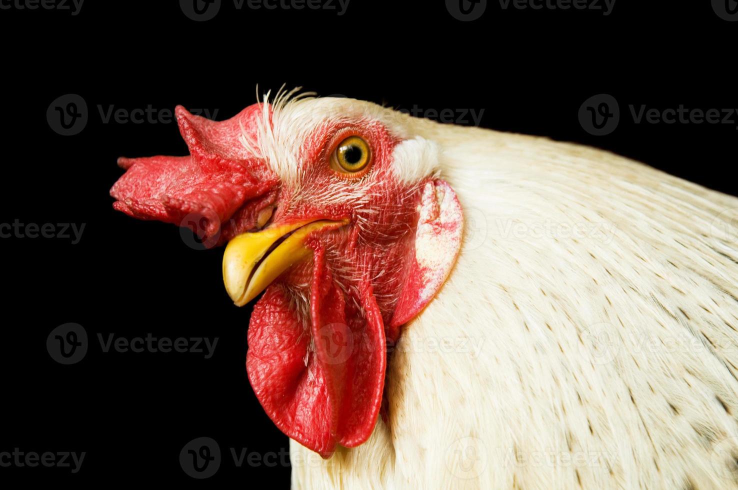 hermosa polla foto