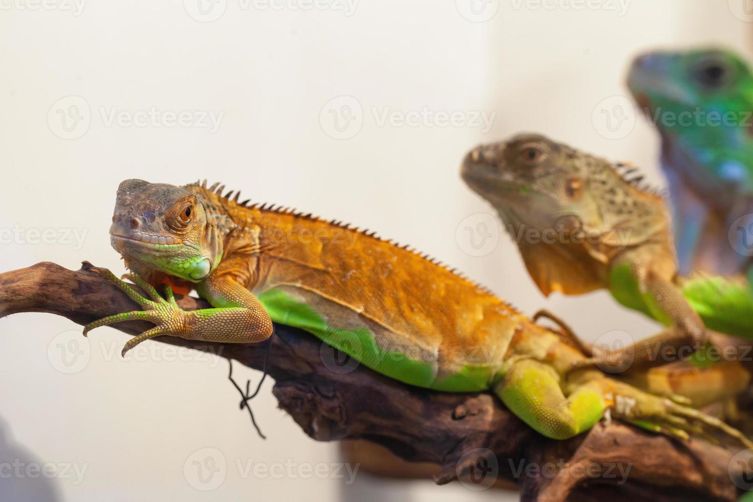 Small iguana with green skin close up photo
