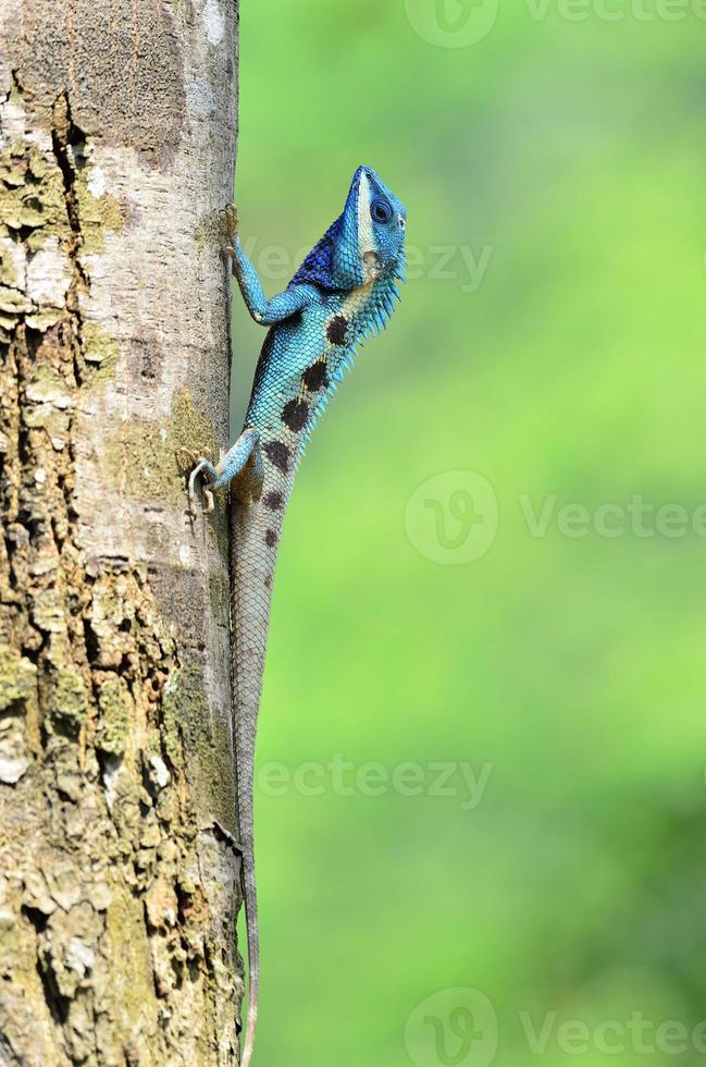 Blue Lizard looks like small reptile with nice details photo