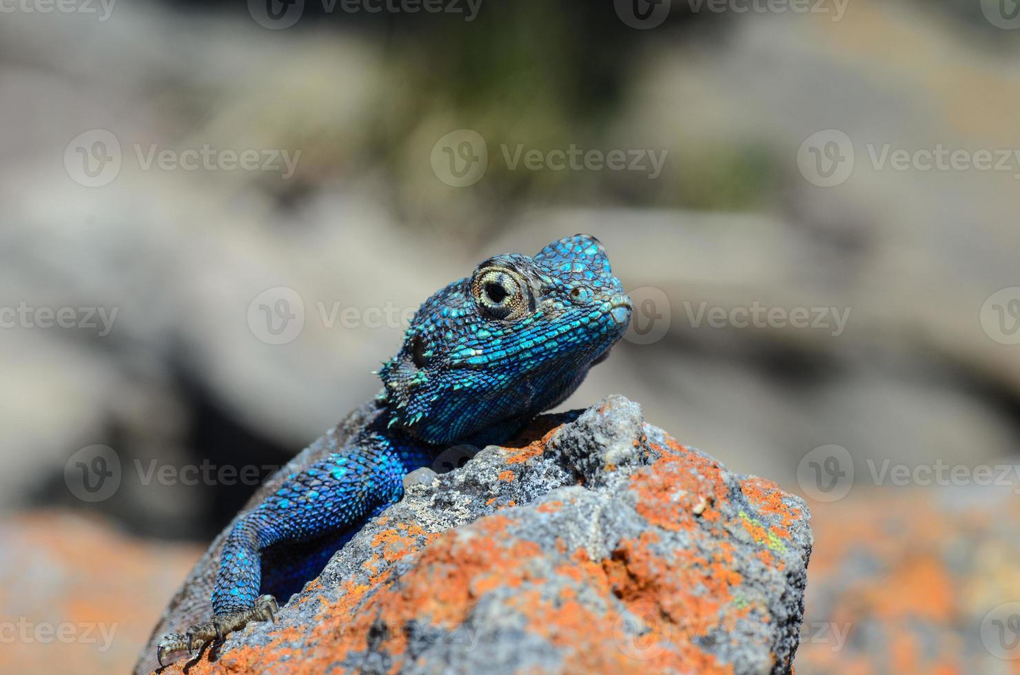 Blue Head Agama Lizard Stock Photo Blue Head Agama Lizard Stock Photo