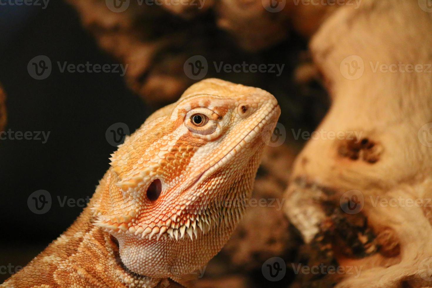 Bearded Dragon Lizard on a piece of wood 721772 Stock Photo at Vecteezy