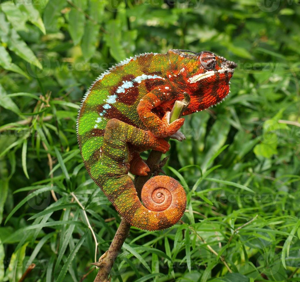 Chameleon - Furcifer Pardalis hanging onto a small stick photo