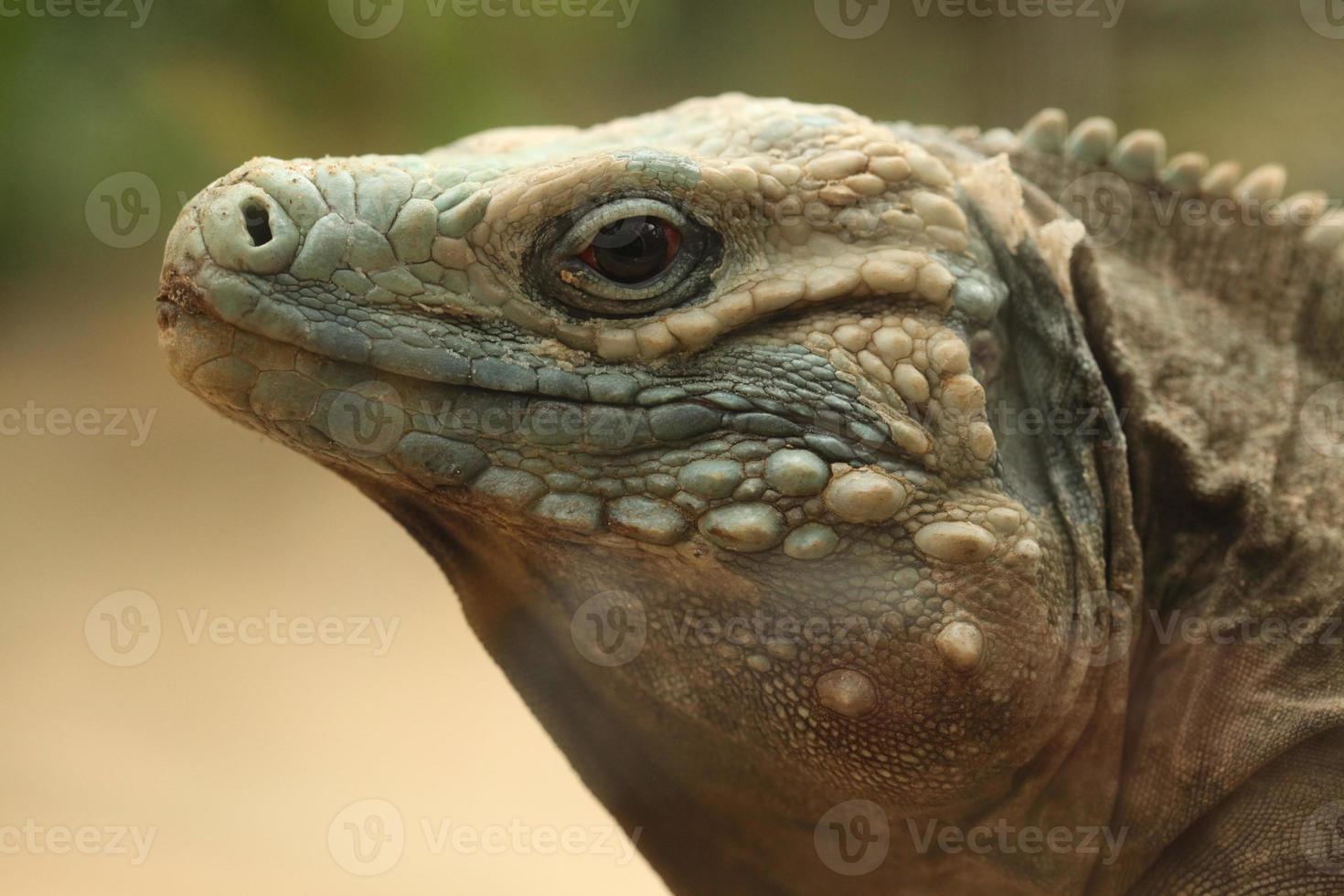Blue iguana (Cyclura lewisi) photo