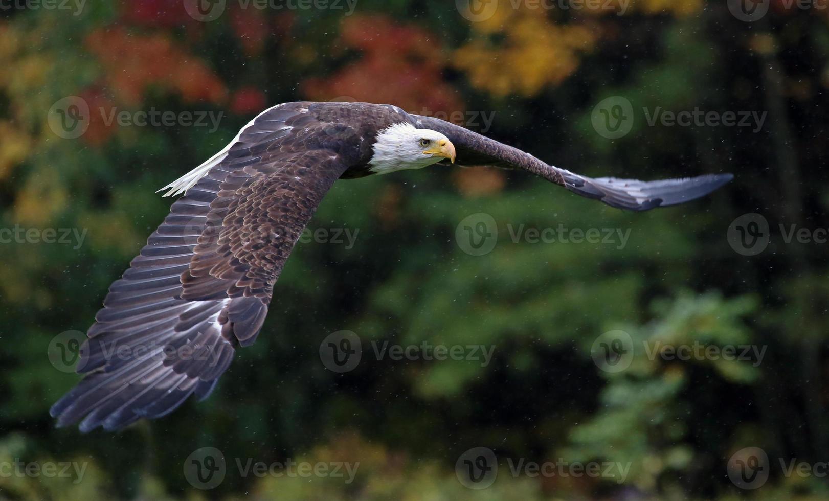 Gliding Bald Eagle photo