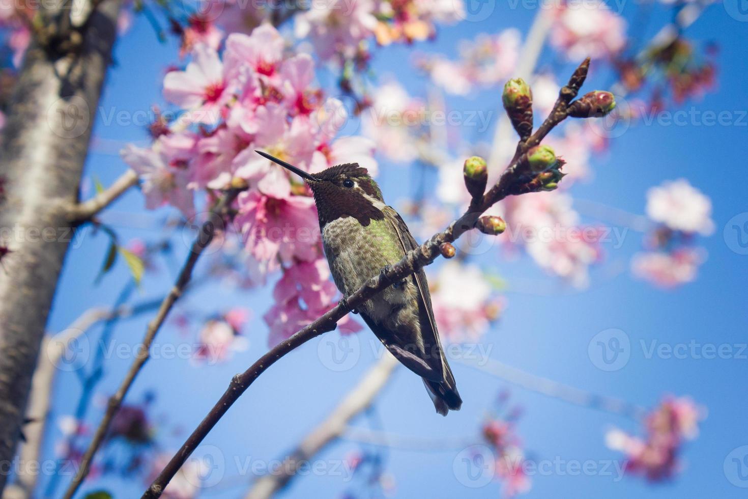 colibrí de anna en cerezo japonés foto
