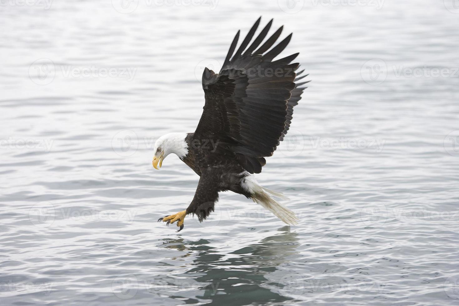American Bald Eagle get a fish photo