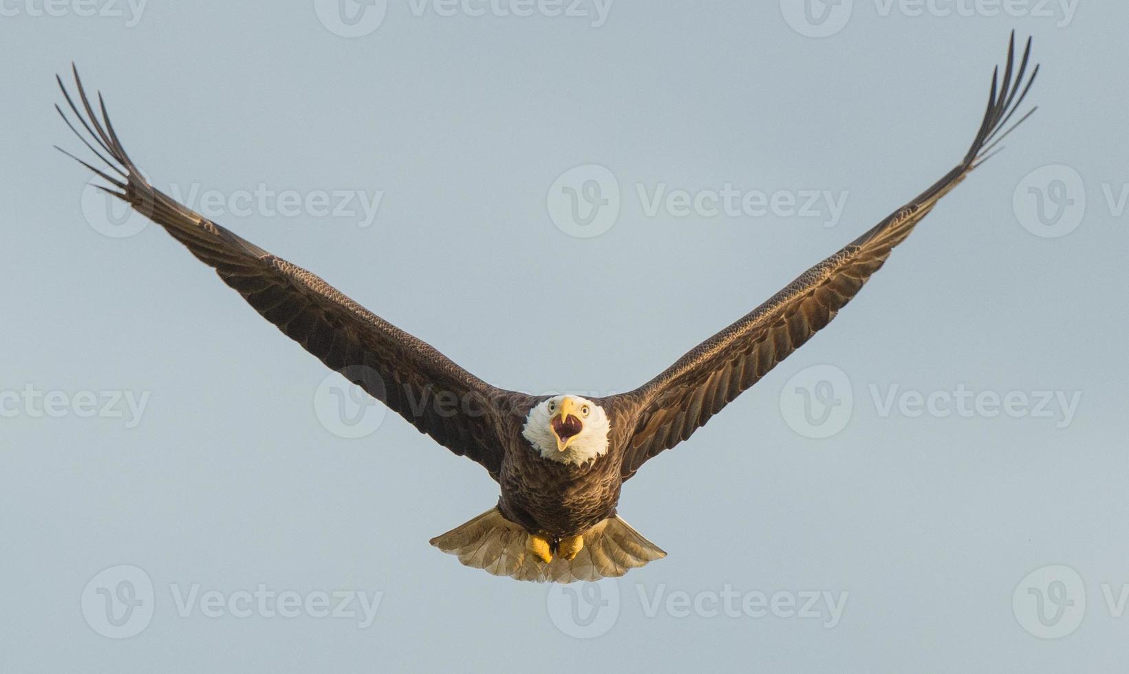 Bald Eagle in Flight (front facing) photo