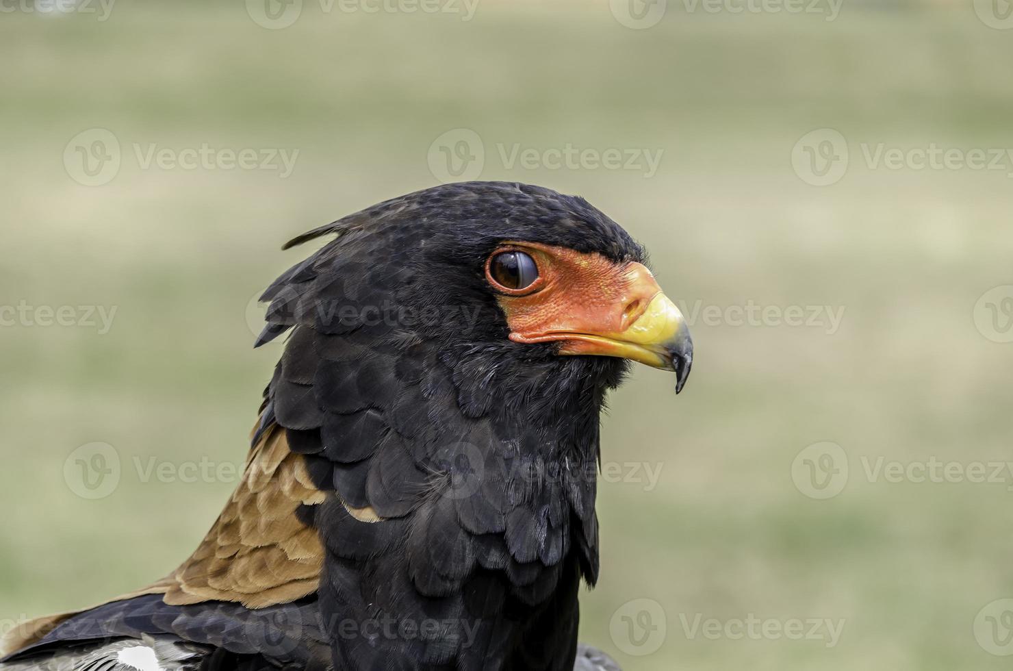 Bateleur eagle,snake eagle, beautiful close up head shot photo