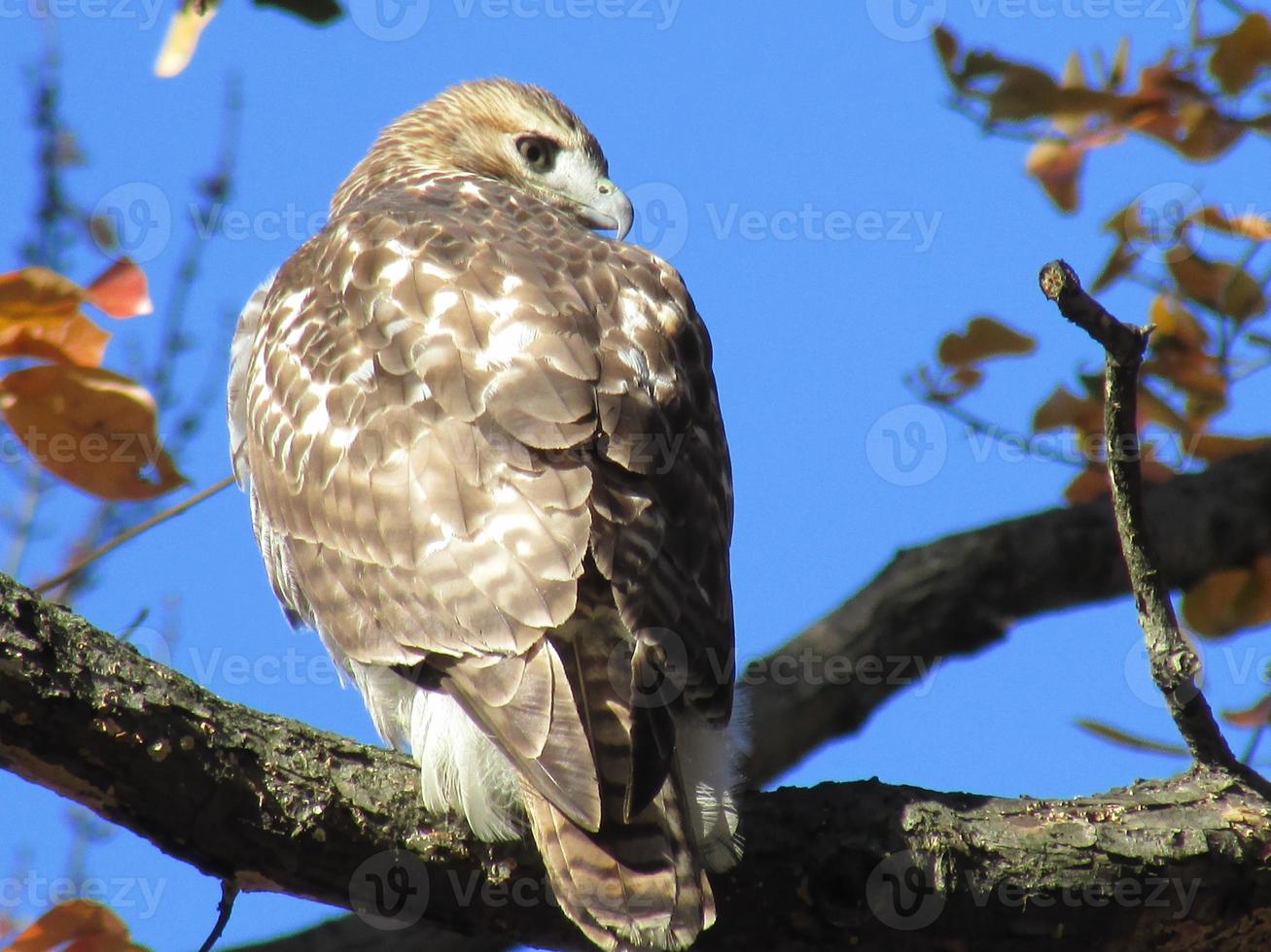Red-tailed Hawk in Central Park photo