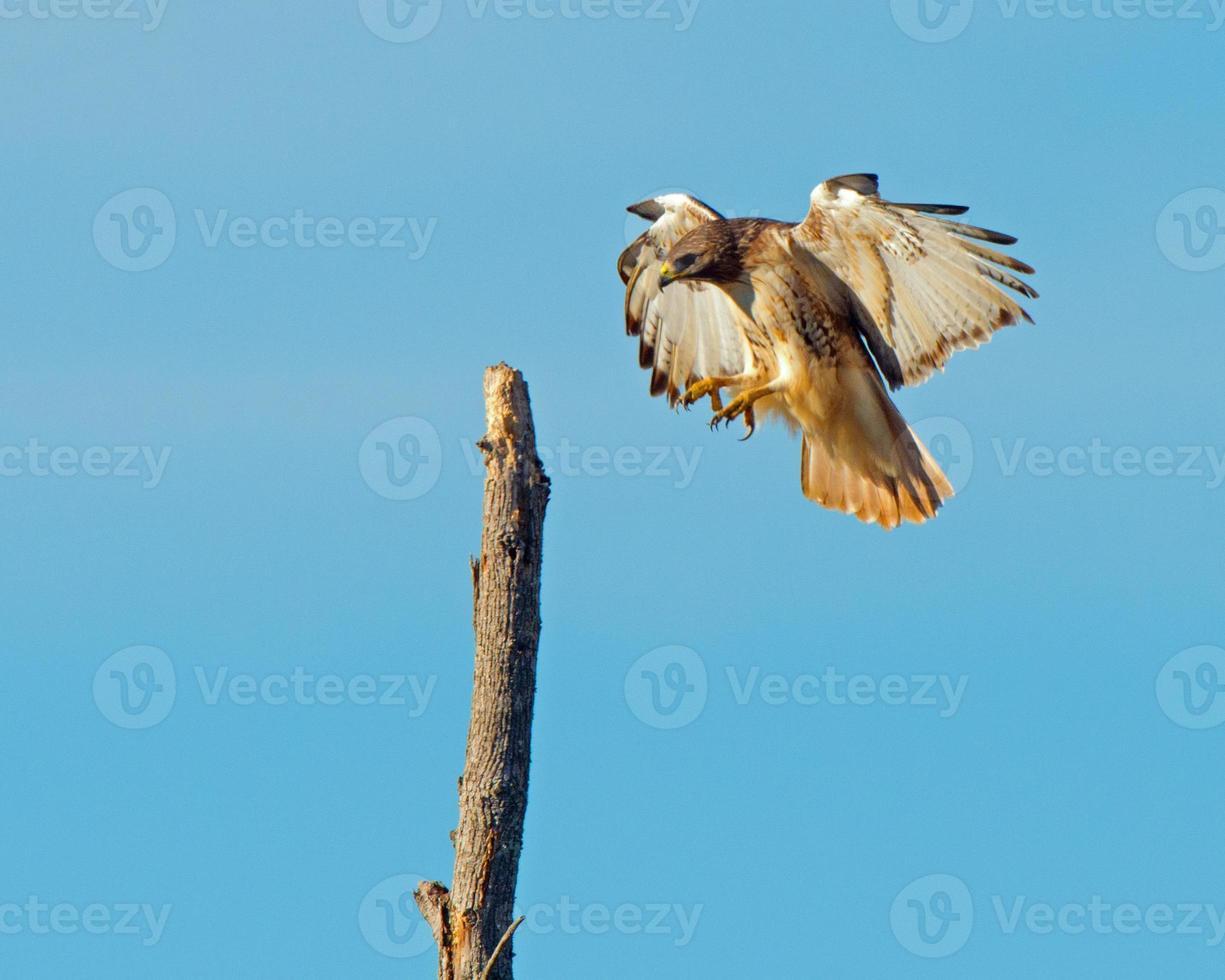 Red-tailed Hawk about to land. photo