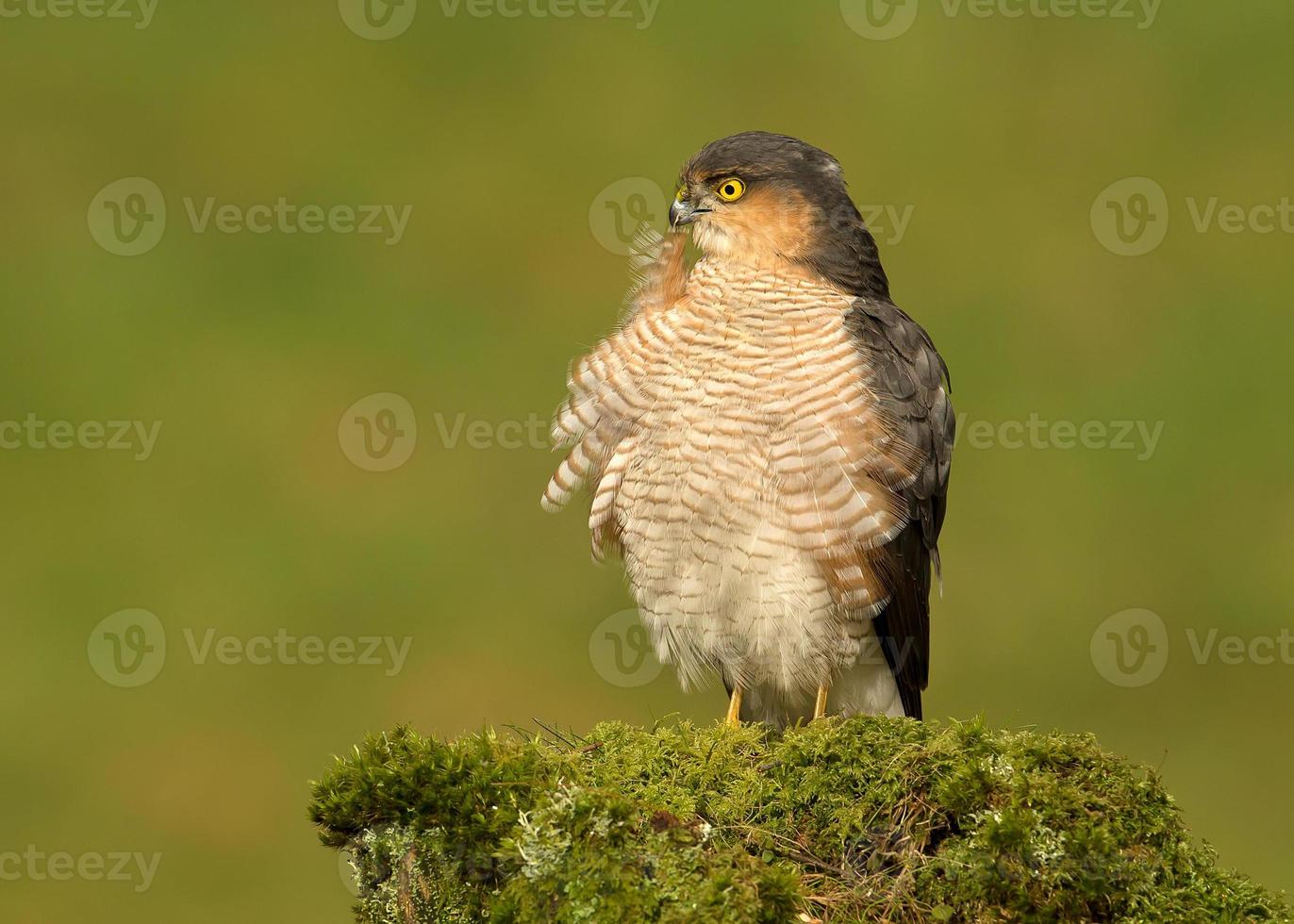 Adult Eurasian Sparrowhawk (Accipiter nisus) preening on a wooden post photo