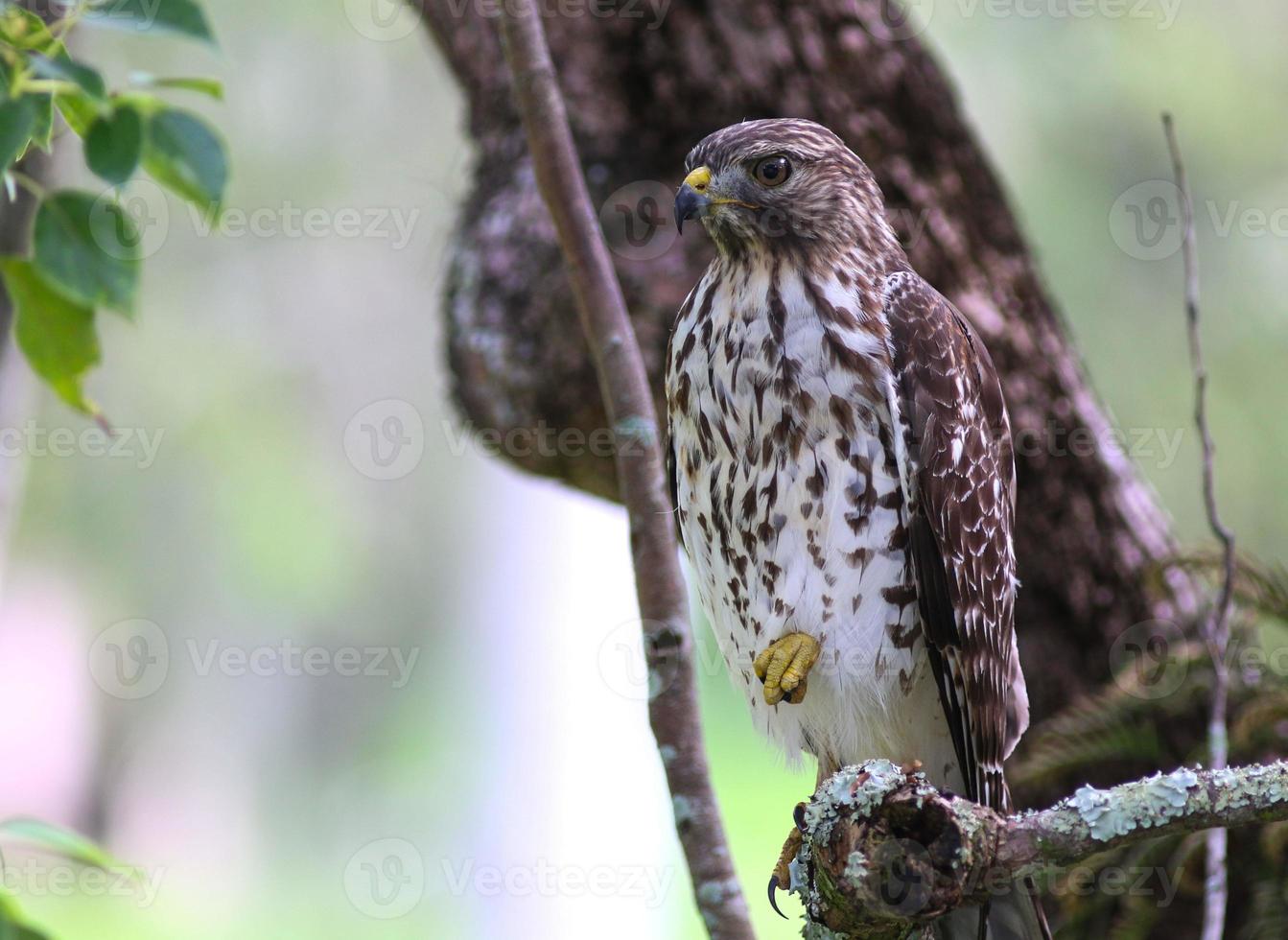 Red Shouldered Hawk in a Tree photo