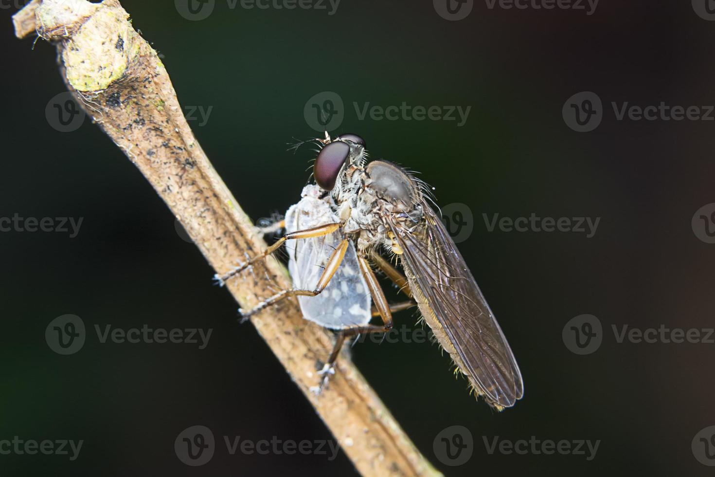 Asilidae robber fly photo