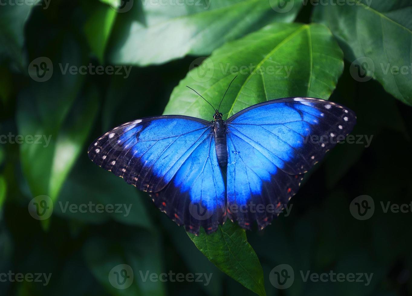 Blue butterfly on green leaf photo