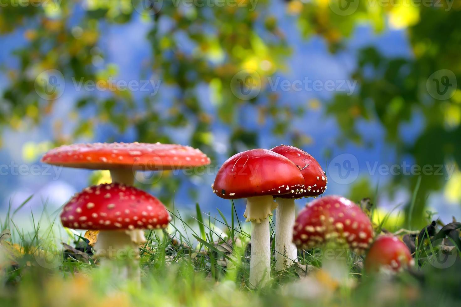Fly agaric in fairy ring photo