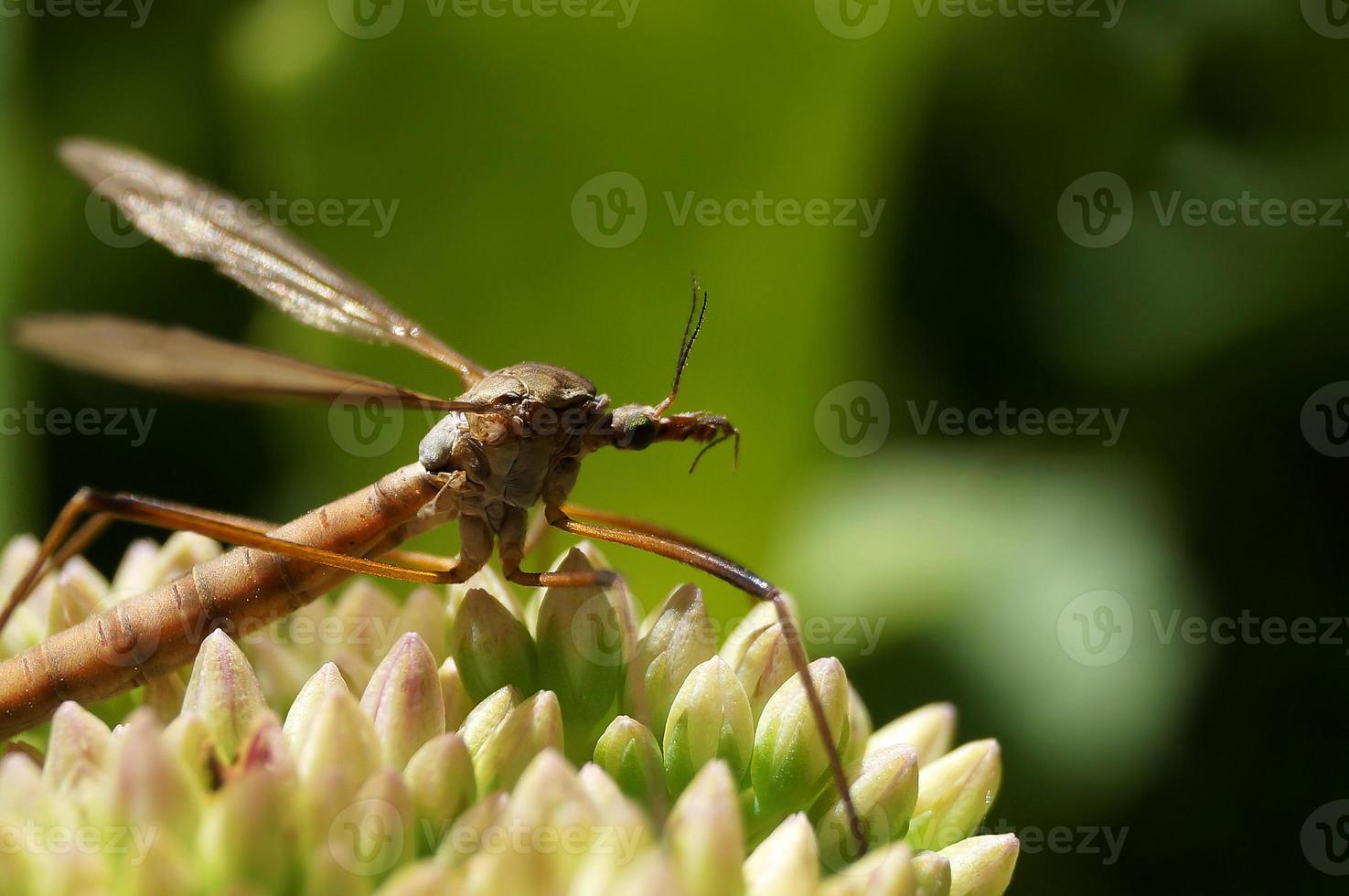 Mosquito resting under a green flower photo