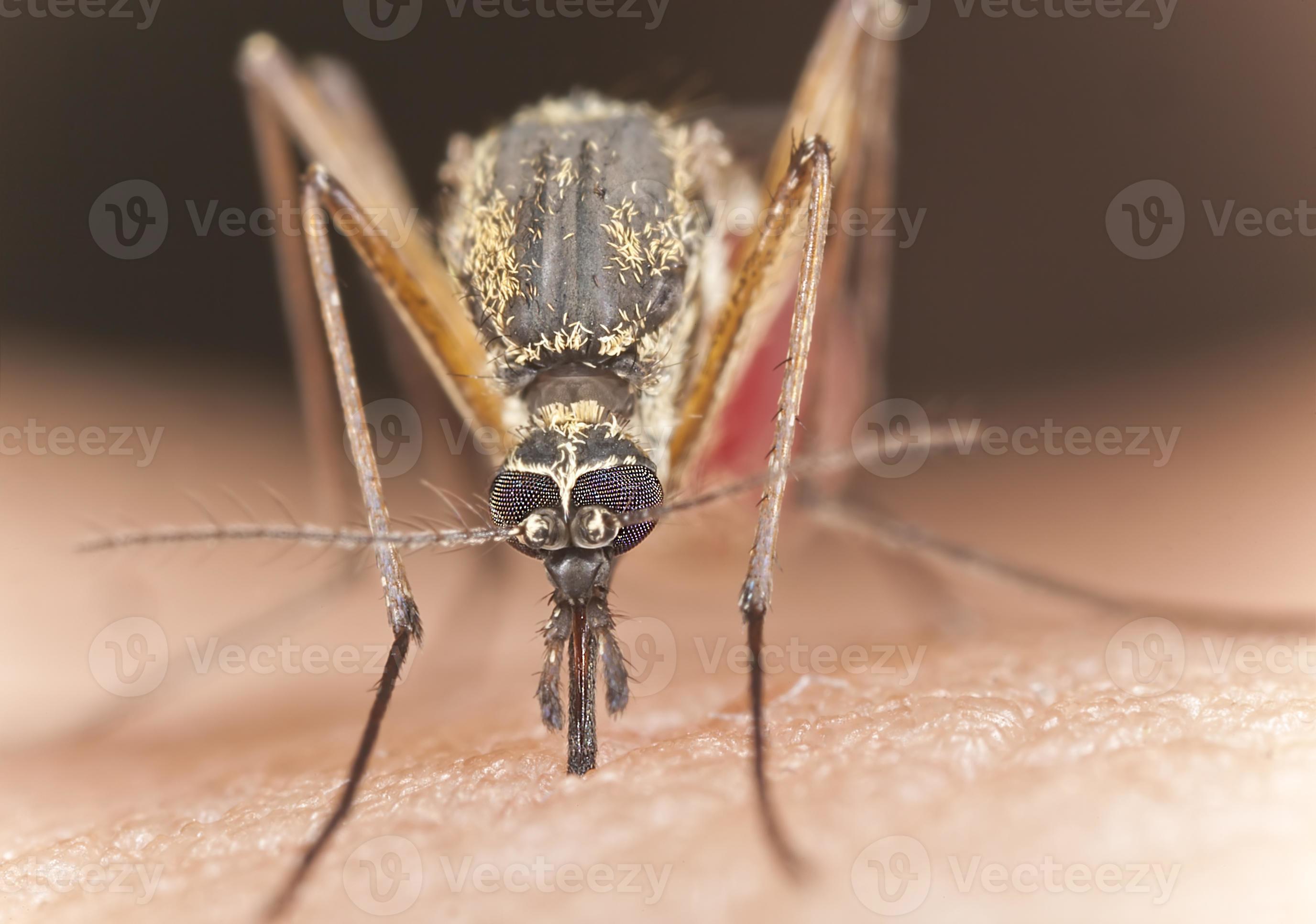 Mosquito sucking blood, extreme close-up photo