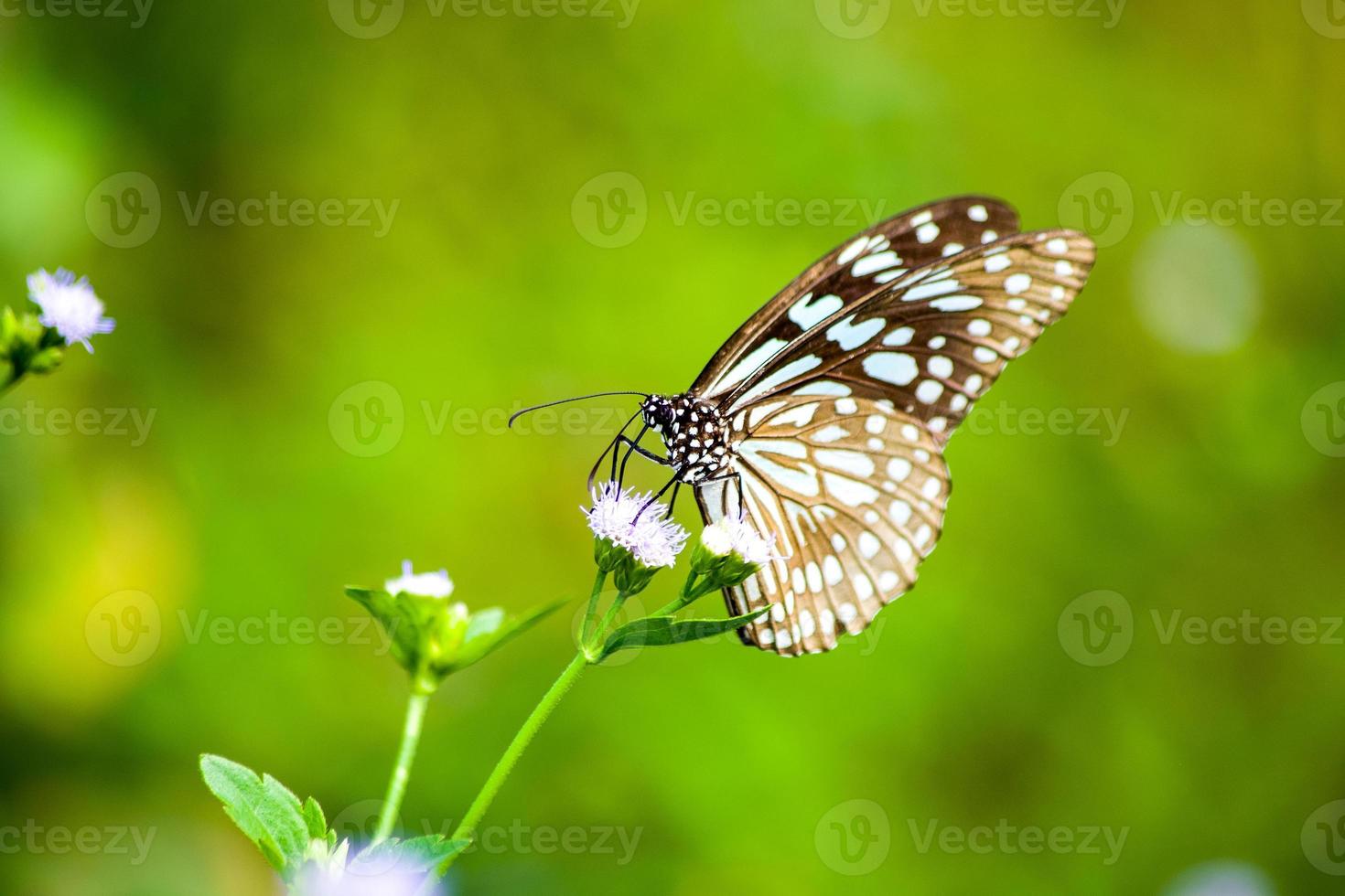 butterfly on white grass flower photo