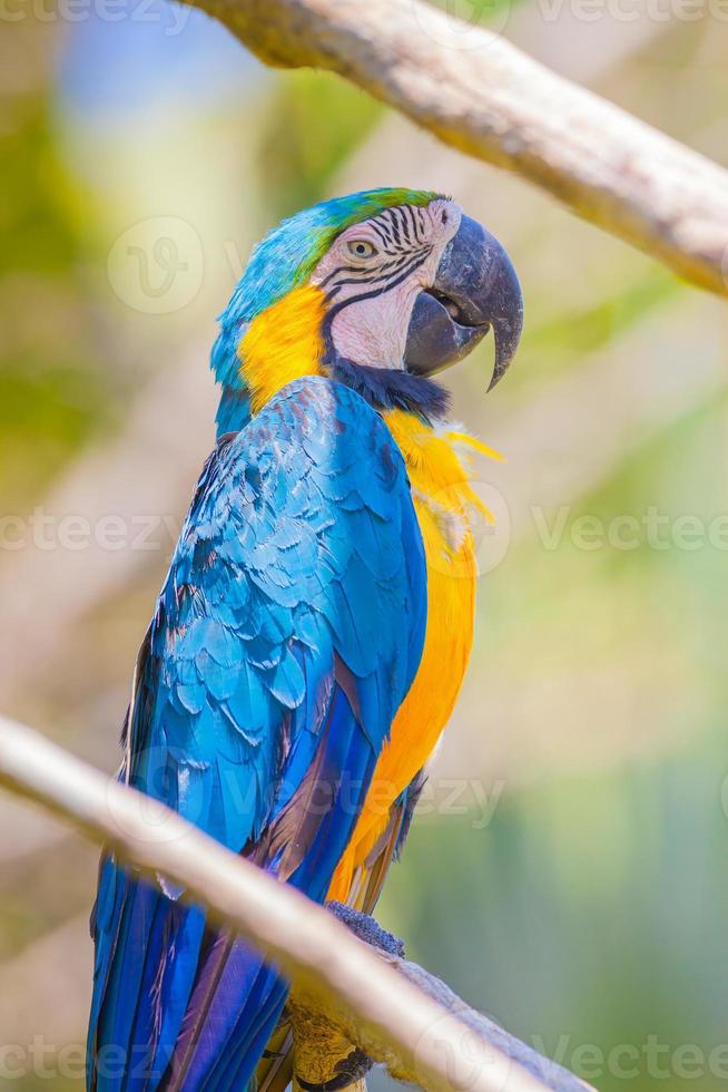 Blue parrot photo