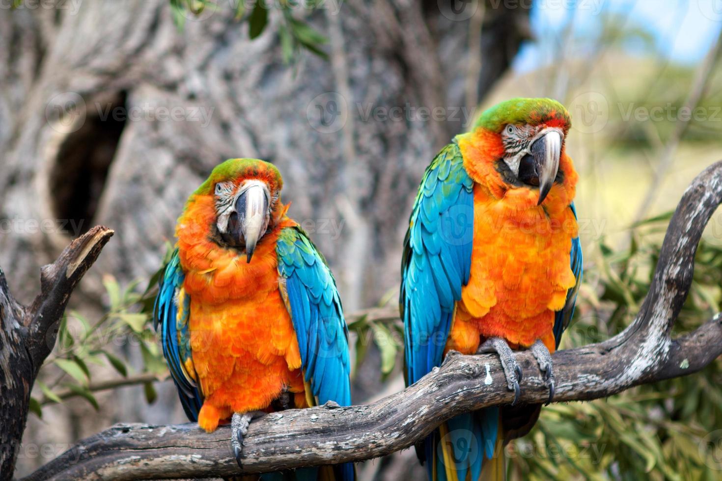 Two Parrots photo