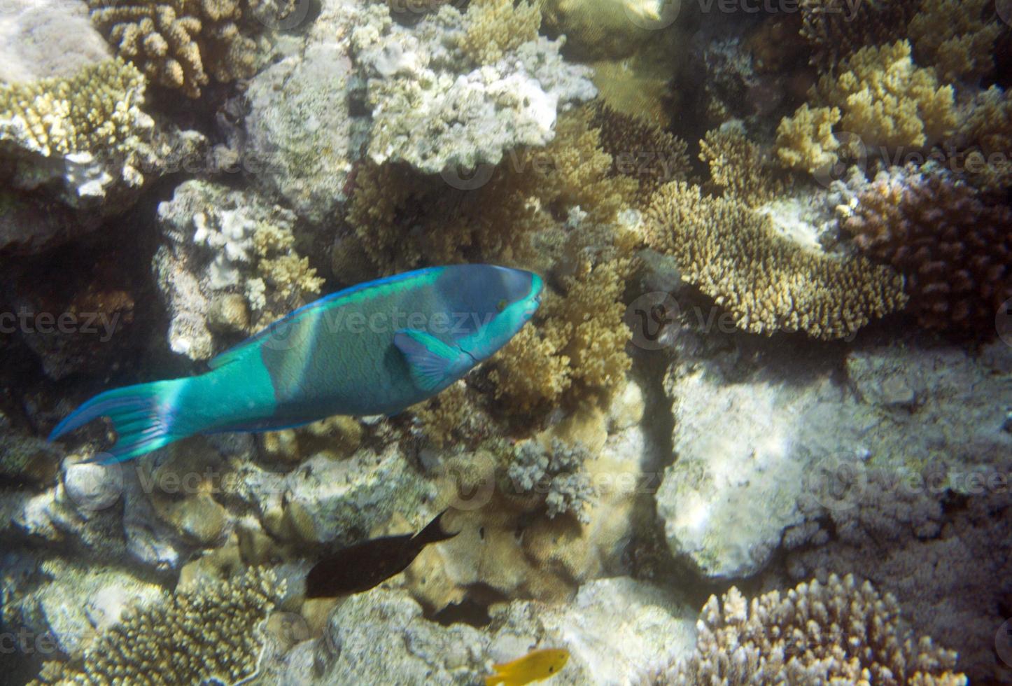 Parrot fish photo