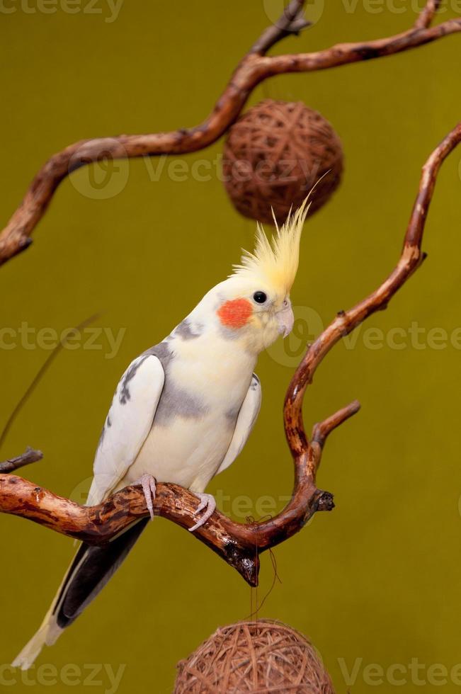 cockatiel parrot photo