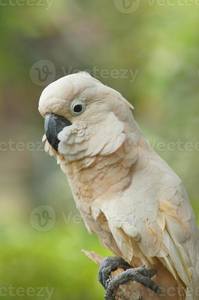White Parrot photo