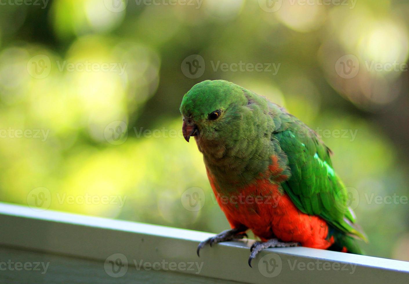 King parrot photo