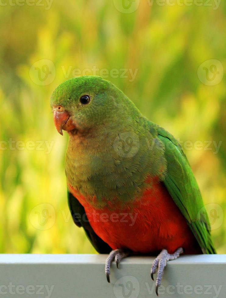 The beautiful king parrot photo