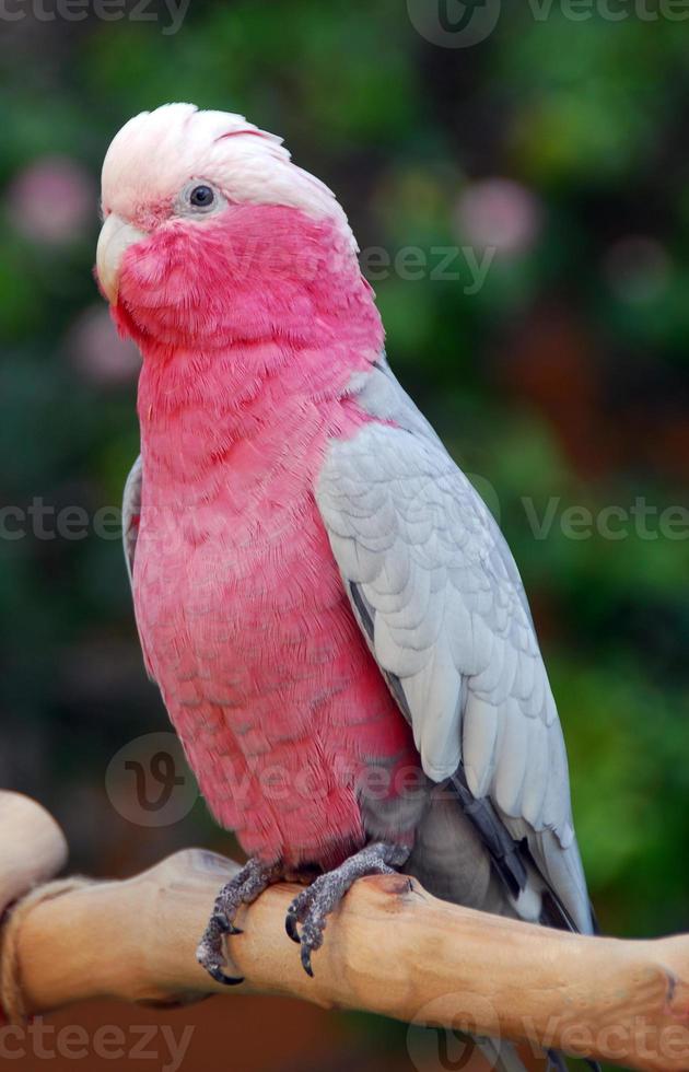 Galah Rose breasted Cockatoo parrot bird photo