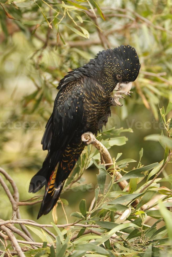 Red Tailed Black Cockatoo photo
