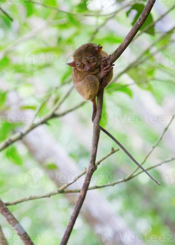 Philippine tarsier, smallest primate in the world photo