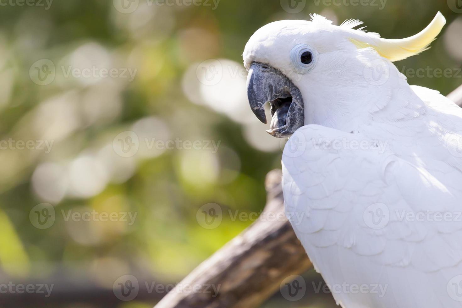 close up of yellow crested cockatoo with blurred foliage background photo