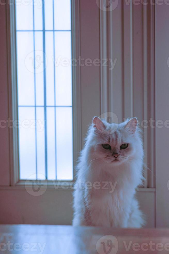 doorkeeper cat photo