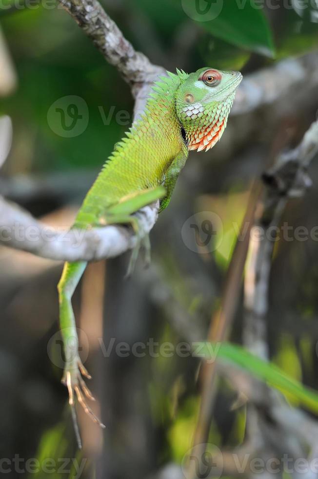 Chameleon at tree branch photo
