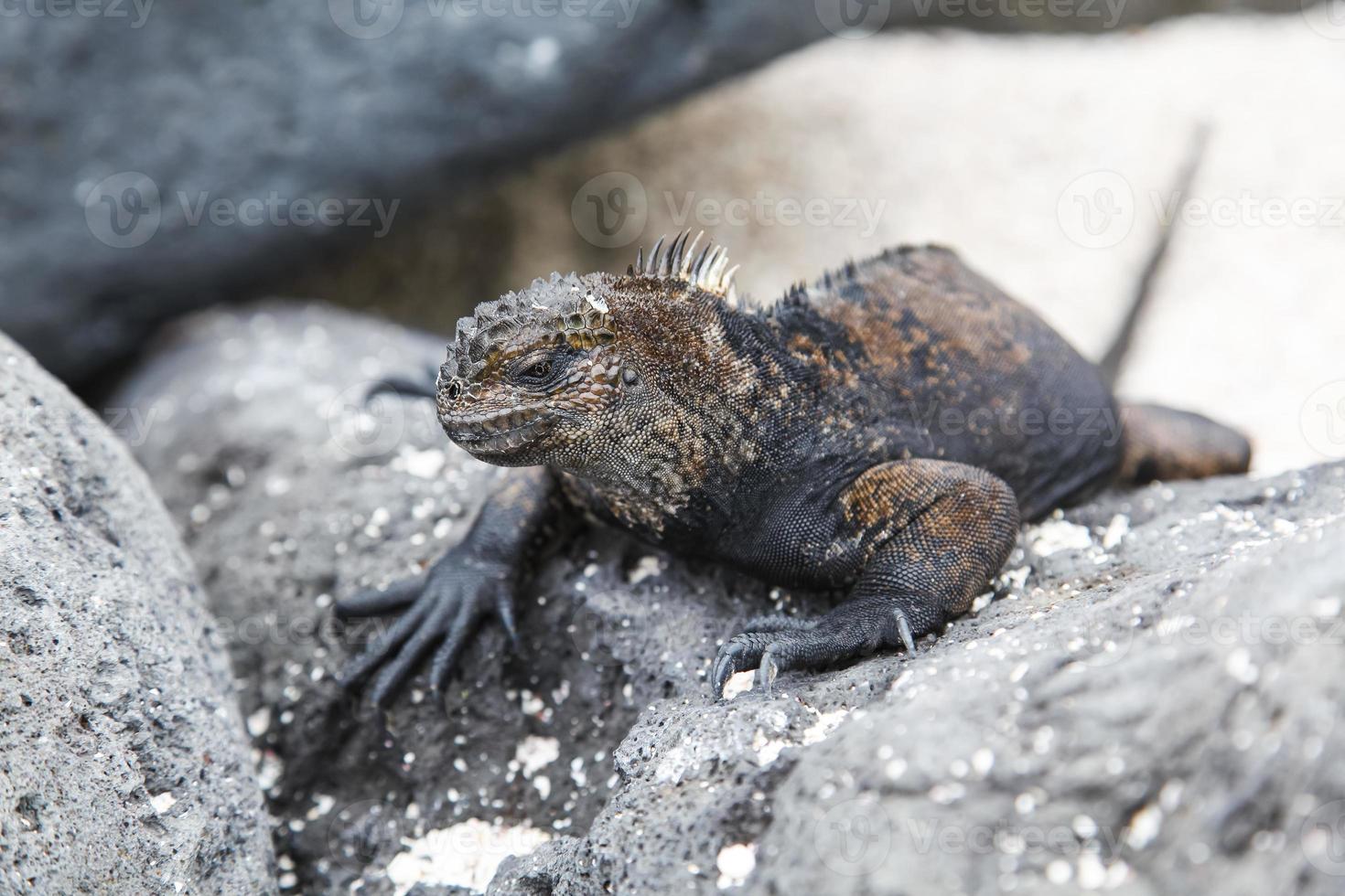 Small marine iguana photo
