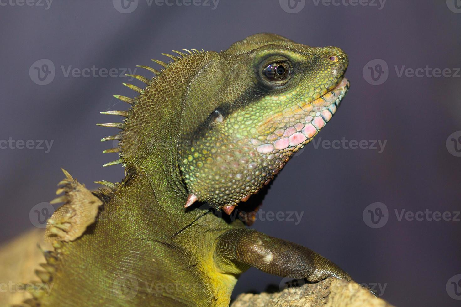 The iguana. photo