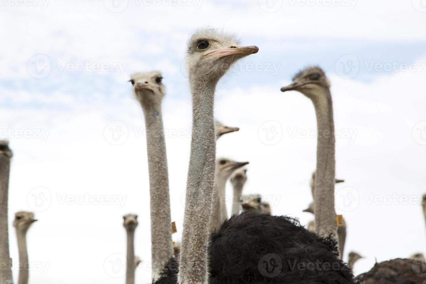 primer plano de avestruces foto