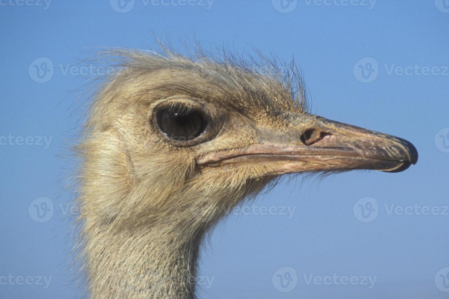 avestruz, struthio camelus foto
