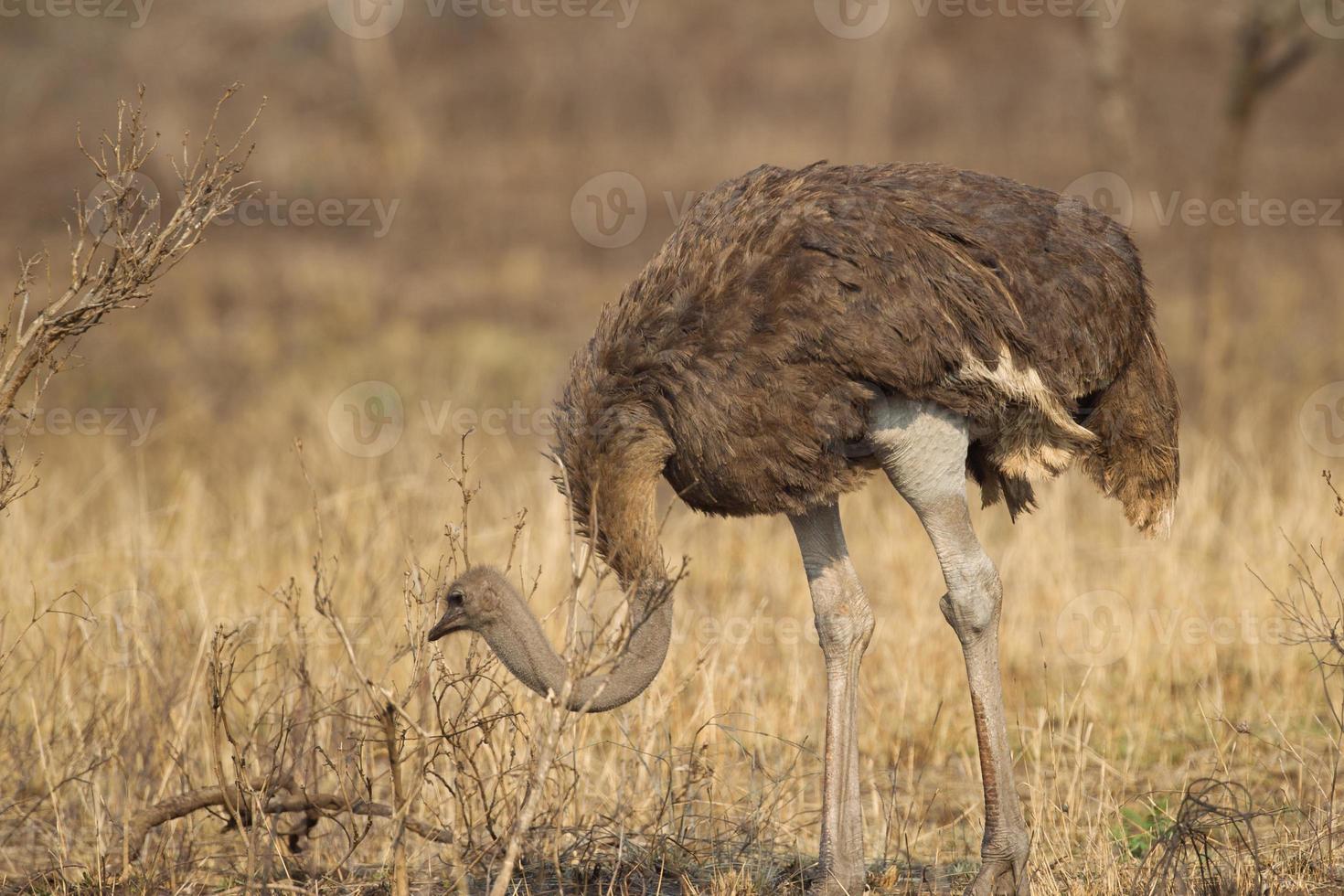 avestruz común en el parque nacional kruger foto