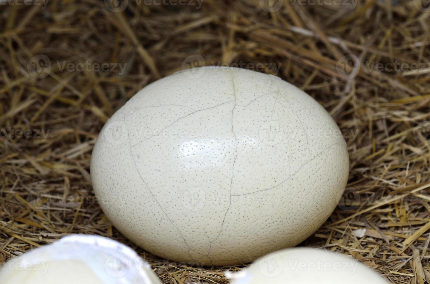 huevo de avestruz a punto de eclosionar con líneas en su patrón foto
