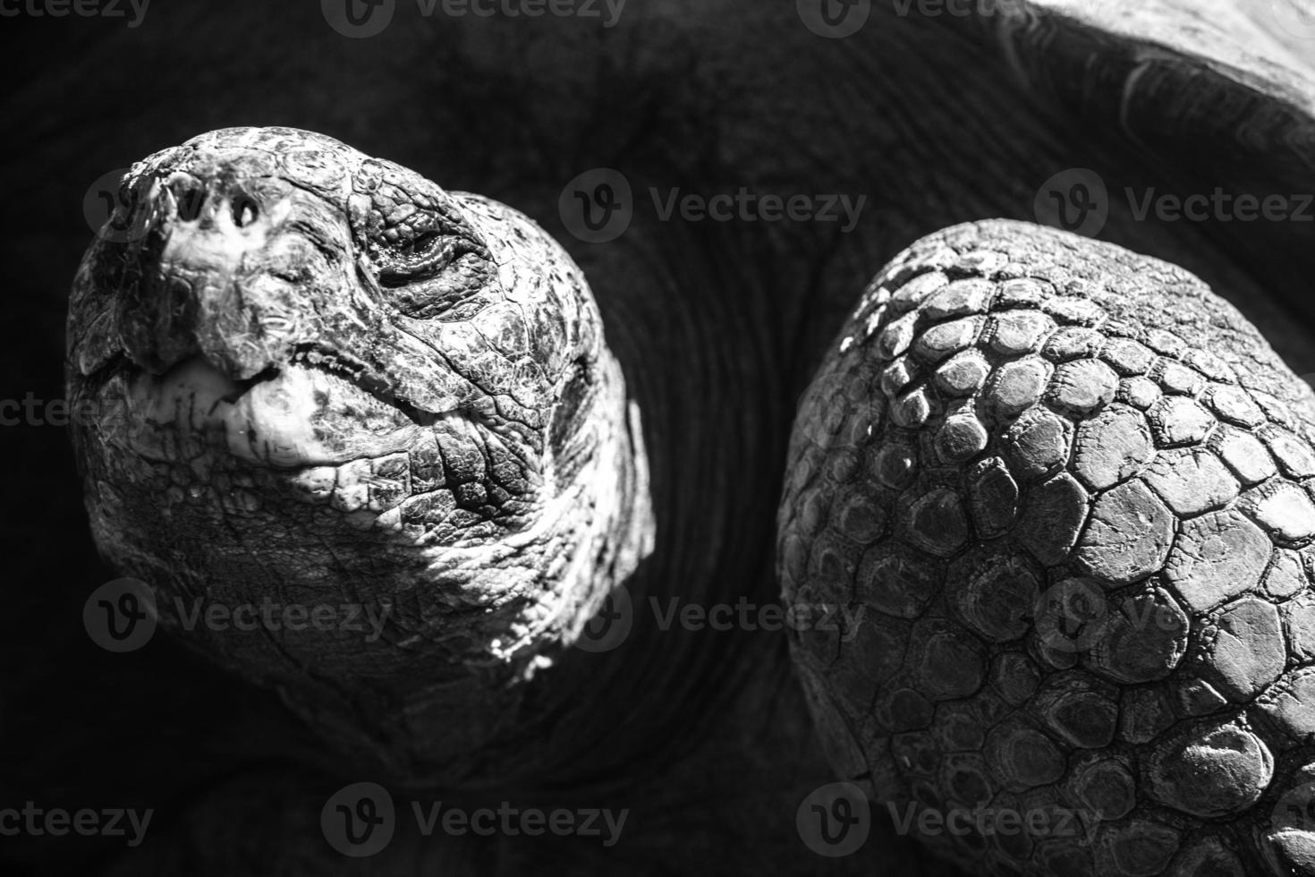 tortuga gigante de galápagos foto