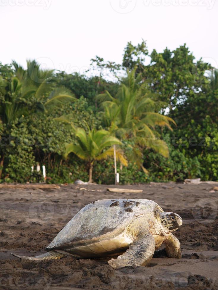 tortuga marina en la playa parque nacional tortuguero, costa rica foto