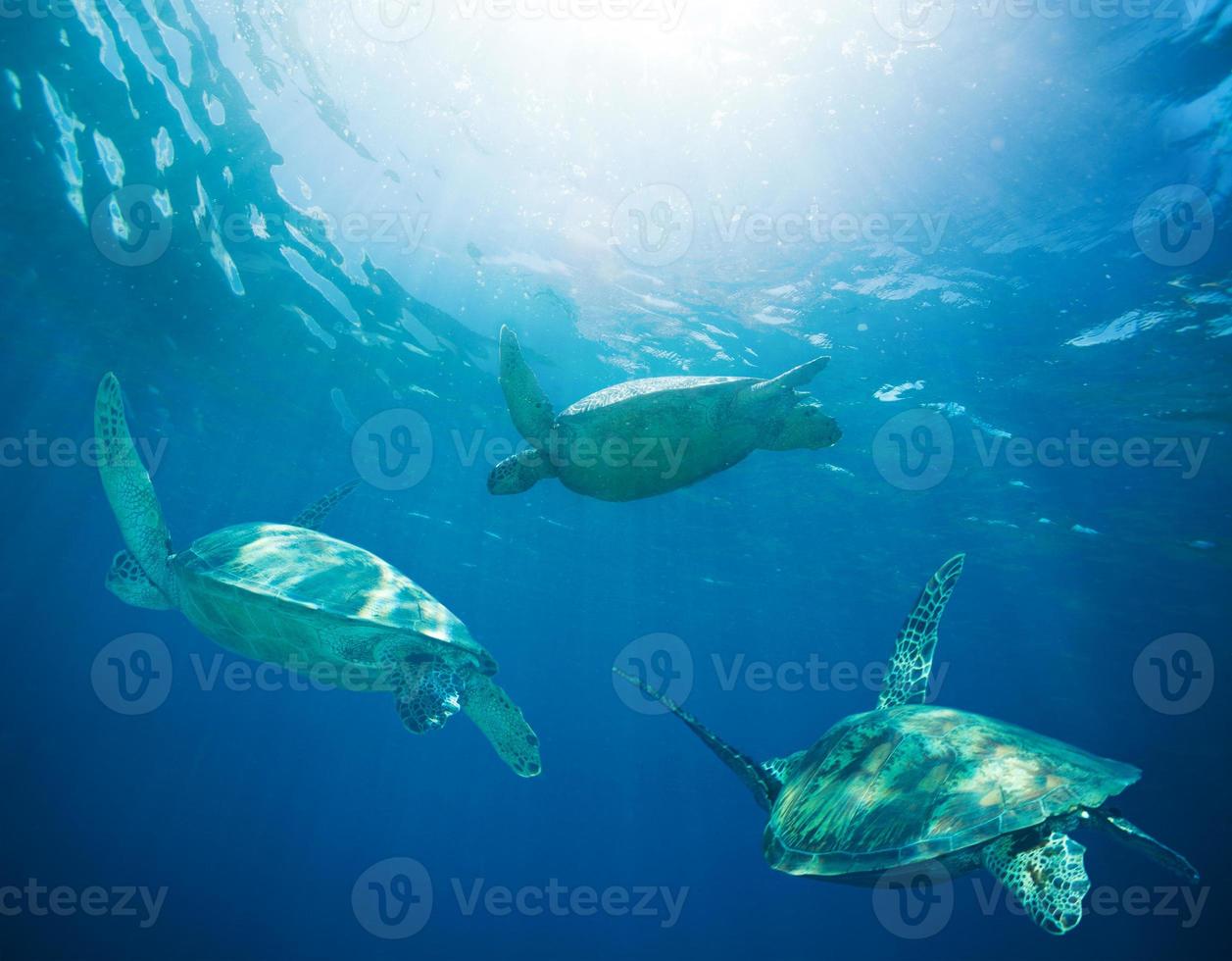 escuela de tortugas marinas migrando foto