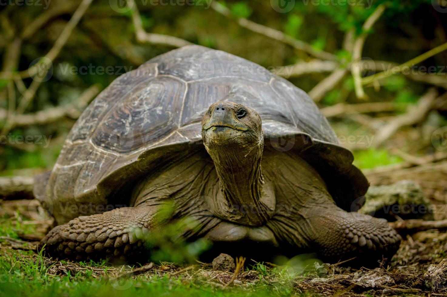tortuga de Galápagos en la isla floreana foto