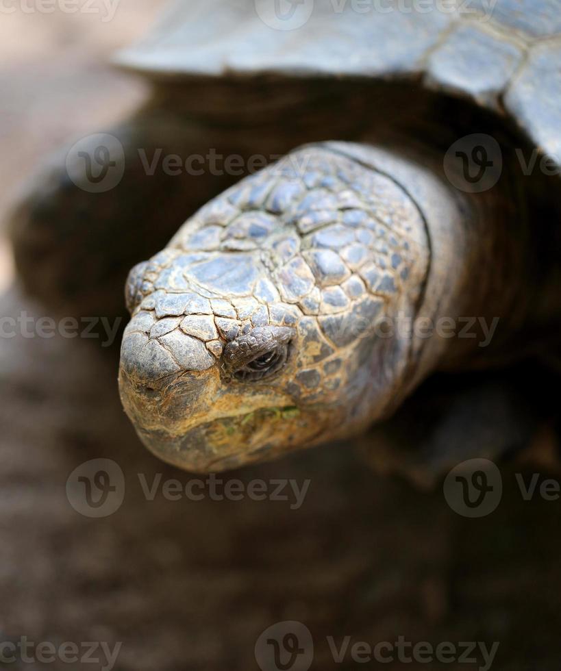 foto cabeza de tortuga